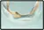Huawei MatePad Pro 12.2 12/512Gb Green (MRDI-W09)