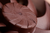 Noctua NF-A12x25 G2 LS-PWM